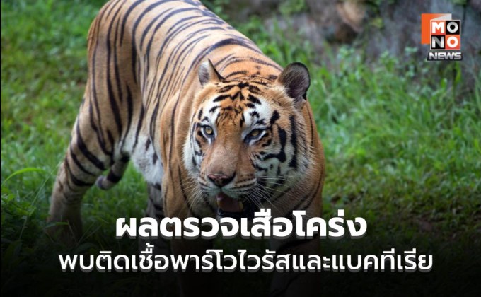 พบเชื้อพาร์โวในเสือแม่ริม–แม่แตง เร่งคุมโรค