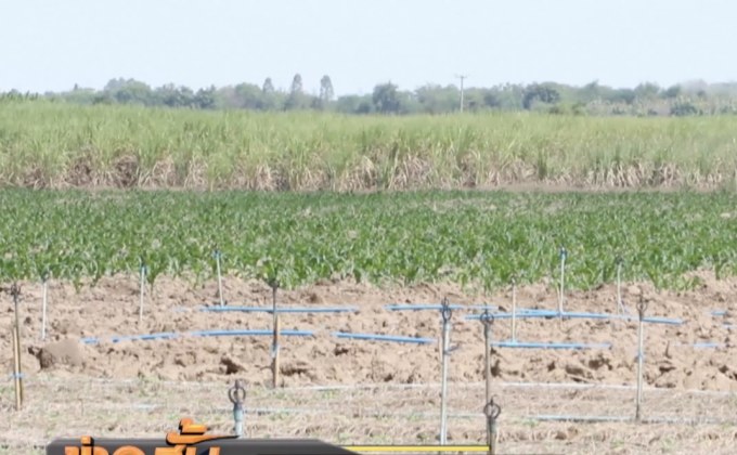 เกษตรกรจี้รัฐหาสารทดแทนให้ทันก่อนแบนอีก 6 เดือน