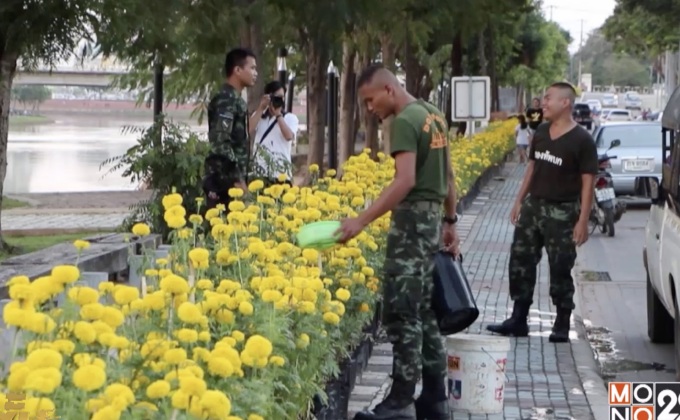 จัดวางดอกดาวเรืองยาว 1 กิโลเมตร