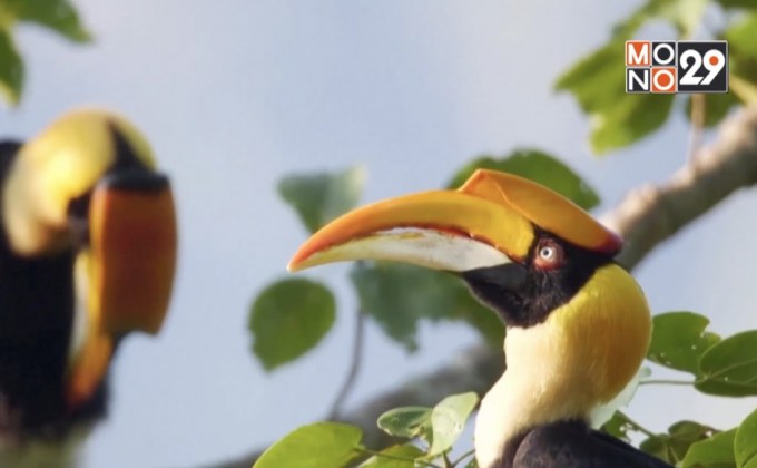 จีนพบนกเงือกเกือบ 100 ตัวเป็นครั้งแรก