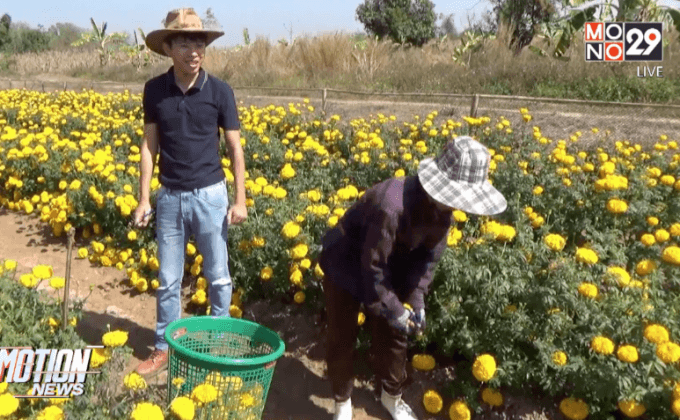 เร่งเก็บดอกดาวเรืองหนีหนาวฉับพลันอีกระลอก