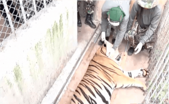 คาดย้ายเสือวัดหลวงตามหาบัวฯเสร็จก่อนกำหนด