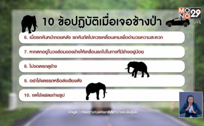อุทยานฯเตือน 10 ข้อเมื่อเจอ “พี่ดื้อ” ช้างป่าเขาใหญ่