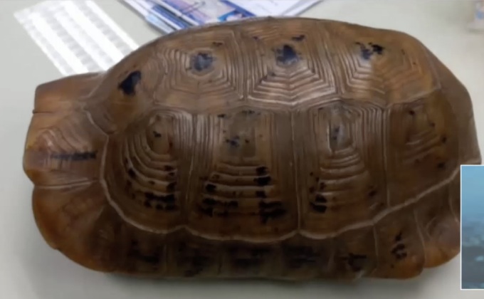 ฮือฮา พบเต่ากระดองสีทองรูปพระสมเด็จ