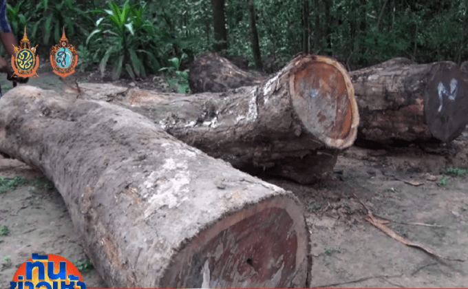 ลักลอบตัดไม้พะยูงในวัดป่าอายุกว่า 100 ปี