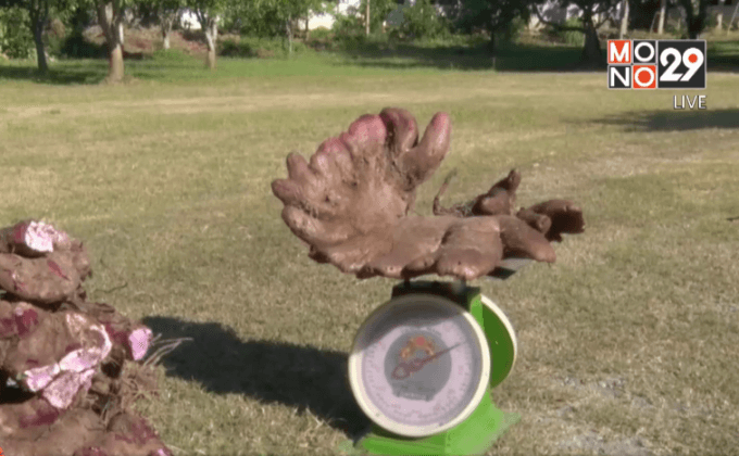 ฮือฮา!พบมันมือเสือยักษ์หนัก 21 กิโลกรัม