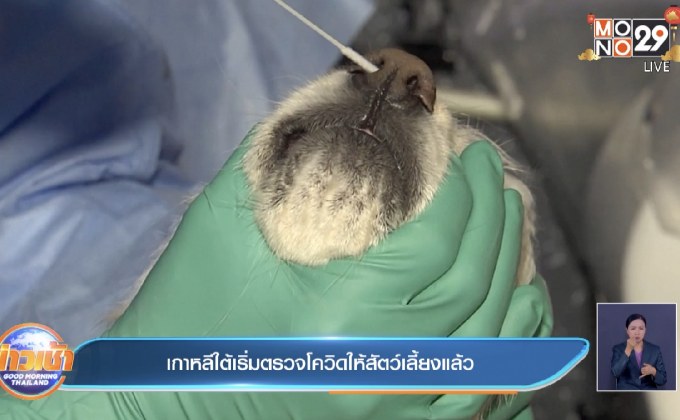 ​เกาหลีใต้เริ่มตรวจโควิดให้สัตว์เลี้ยงแล้ว