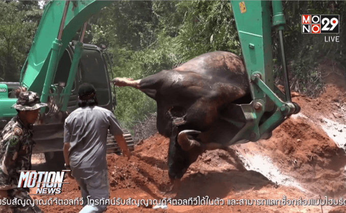 กระทิงป่าเขาใหญ่ ถูกรถชนตาย