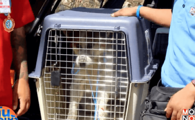 ระทึก! ช่วยสุนัขกระโดดเข้าบ้าน ถูกเหล็กเสียบท้อง