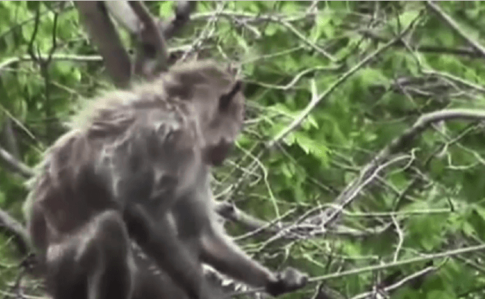 ลิงเขาสามมุกถูกรถบิ๊กไบค์ชนตาย