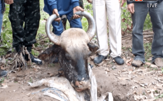 จับพรานฆ่ากระทิง จ.ราชบุรี