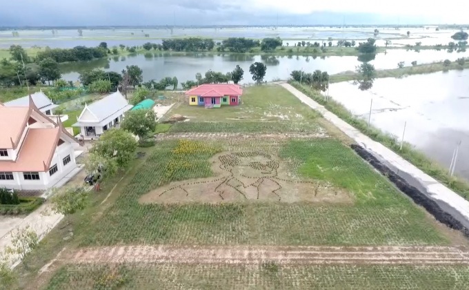 พิจิตร ปลูกต้นดาวเรืองเป็นรูปในหลวง ร.9