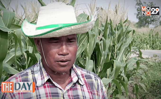 ปลูกสู้แล้ง