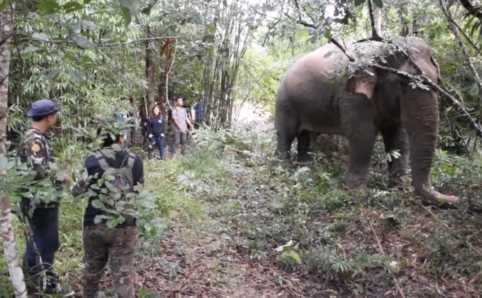 ล้อมจับช้างป่าทำร้ายชาวบ้าน จ.จันทบุรี