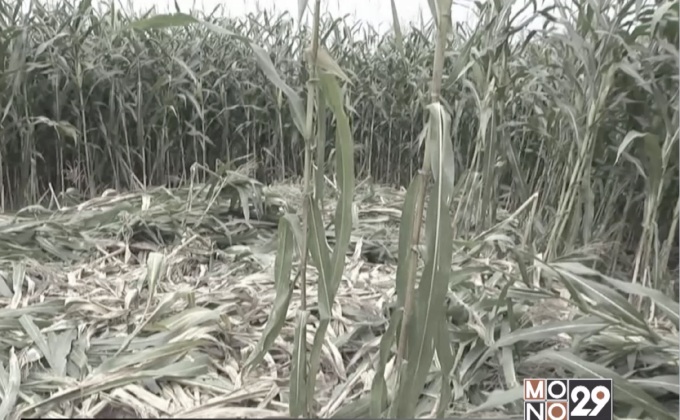 ช้างป่าทำลายไร่ข้าวโพดเสียหาย จ.นครราชสีมา