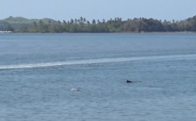 ครอบครัวโลมาหลังโหนก โผล่กลางทะเลตรัง