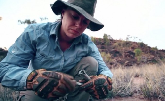 ออสเตรเลียคิดค้นอุปกรณ์ควบคุมจำนวนหมาป่า