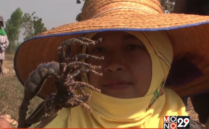 เปิบพิสดาร น้ำพริกแมงป่อง เมนูเด็ดเมืองช้าง