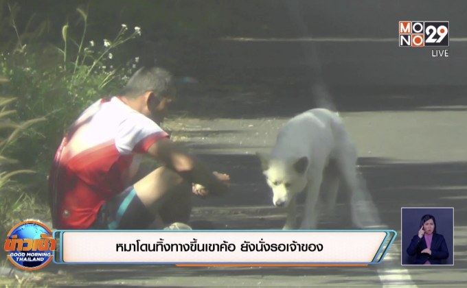 หมาโดนทิ้งทางขึ้นเขาค้อ ยังนั่งรอเจ้าของ