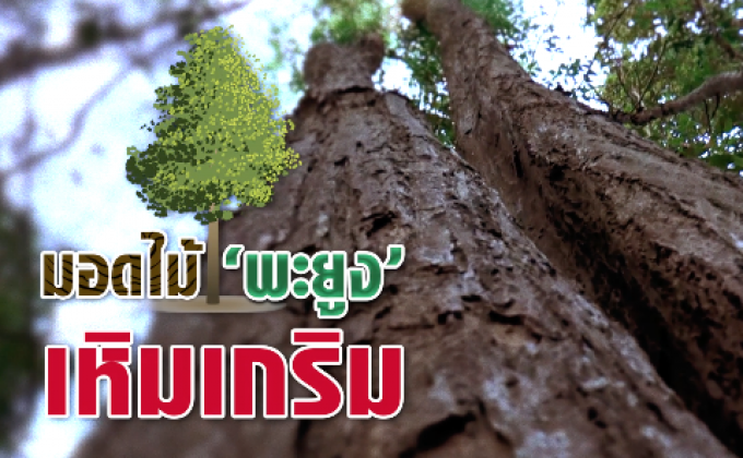 คุยครบกับพบเอก : ขบวนการมอดไม้พะยูง เหิมเกริม-ระบาดหนัก