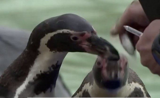 สวนสัตว์ลอนดอนสำรวจประชากรสัตว์ประจำปี