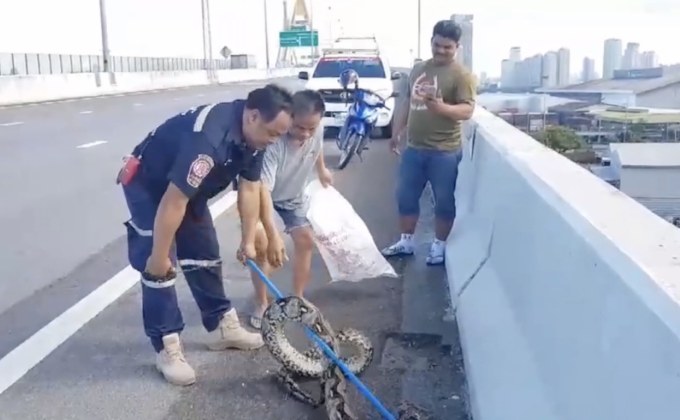 พบงูเหลือมยาว 3 เมตร บนสะพานภูมิพล