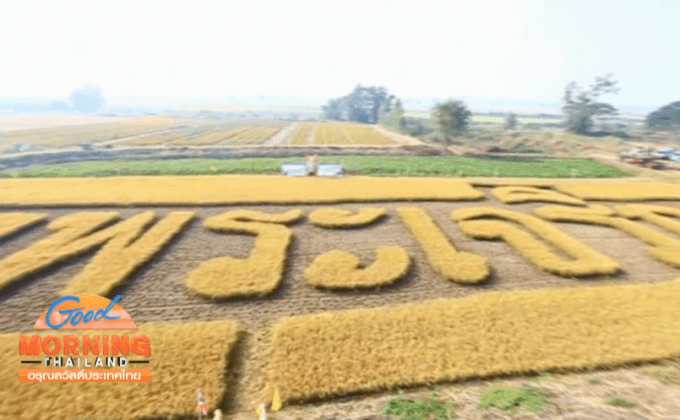 ชาวนครสวรรค์เกี่ยวข้าวอักษร “ทรงพระเจริญ”