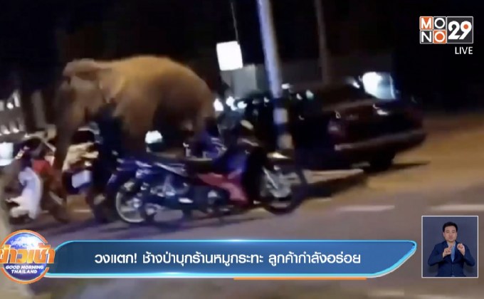 วงแตก! ช้างป่าบุกร้านหมูกระทะ ลูกค้ากำลังอร่อย