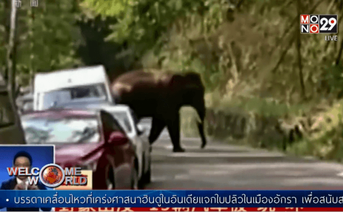 ช้างป่าหลุดเขตอนุรักษ์ธรรมชาติในจีน