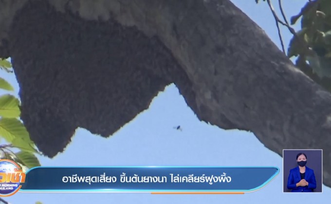 อาชีพสุดเสี่ยง ขึ้นต้นยางนา ไล่เคลียร์ฝูงผึ้ง