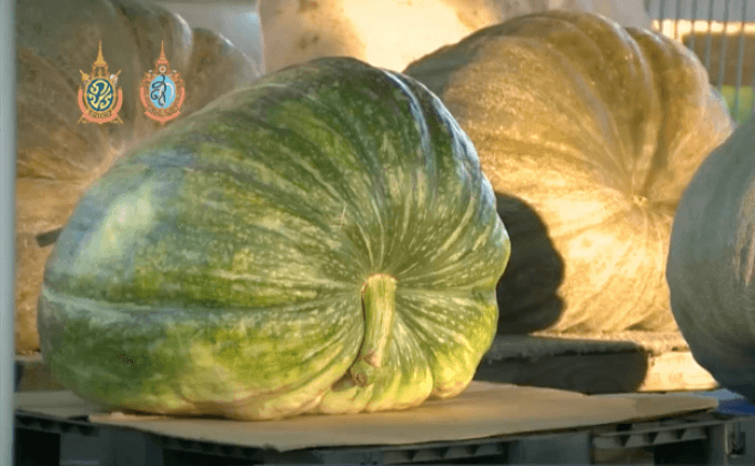 ประกวดฟักทองยักษ์ในสหรัฐฯ