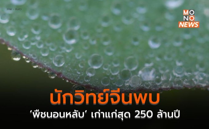 นักวิทย์จีนพบ ‘พืชนอนหลับ’ เก่าแก่สุด 250 ล้านปี