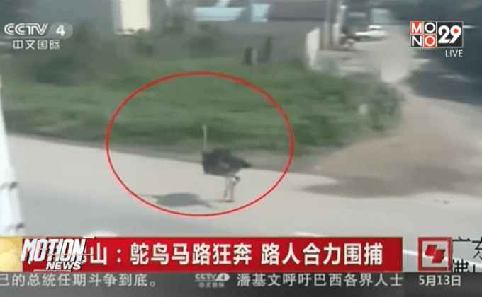 พบนกกระจอกเทศวิ่งอยู่บนถนนในจีน