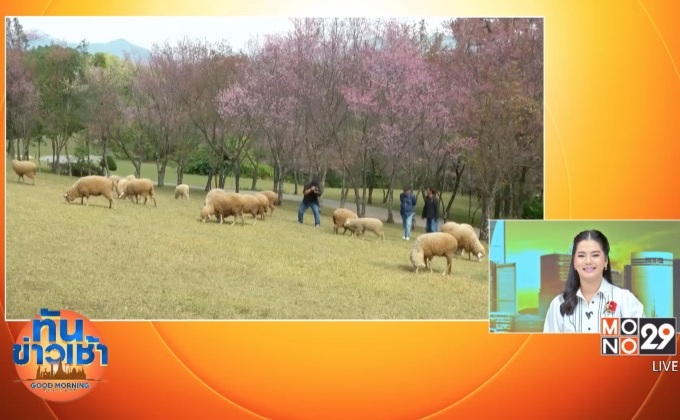 นักท่องเที่ยว แห่ชมฟาร์มขนปุย