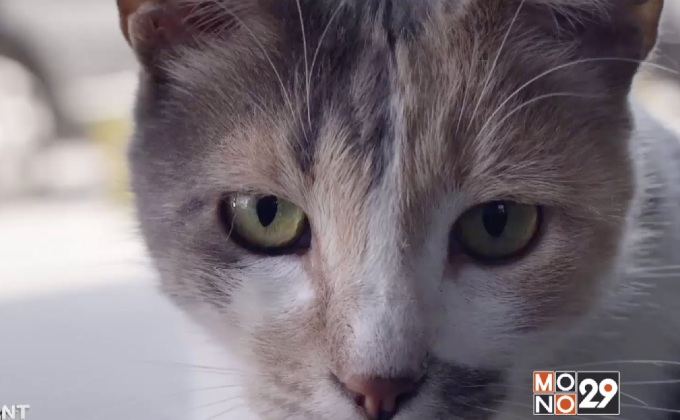 Movie Review : Kedi เมืองแมว