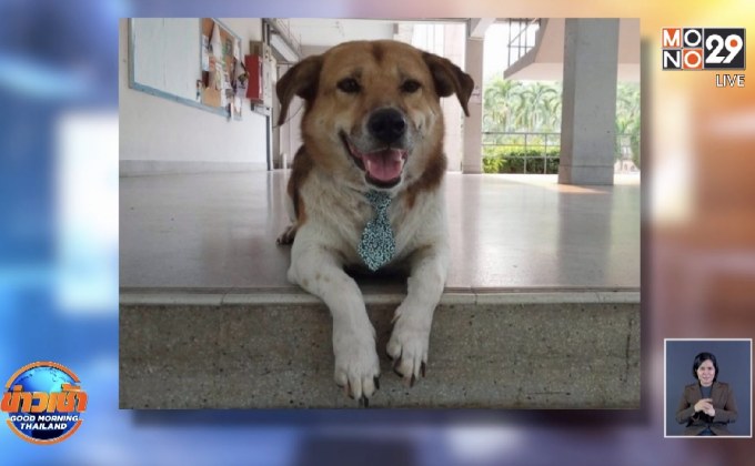 ตามกันวุ่น “เตี้ย มช.”สุนัขพันธุ์ทางขาสั้น ขวัญใจชาวมหาลัยหายตัว