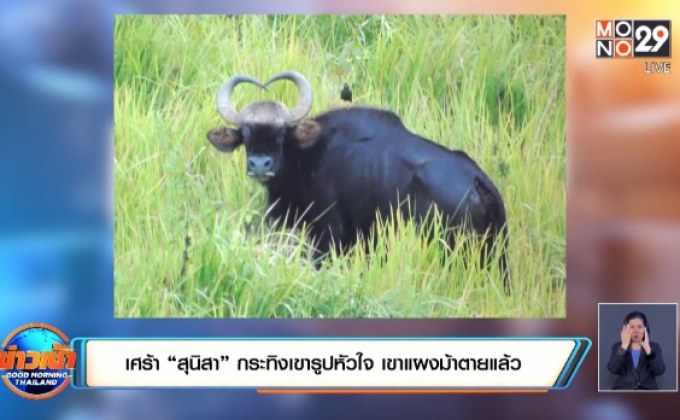 เศร้า “สุนิสา” กระทิงเขารูปหัวใจ เขาแผงม้าตายแล้ว​