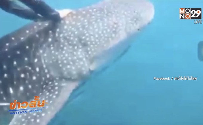 กลุ่มเจ็ทสกียอมรับผิดกรณีขี่หลังฉลามวาฬ