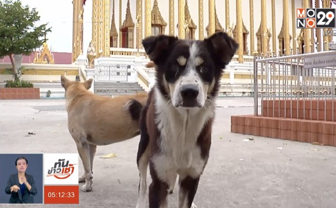 เปิดสัญญาณเสี่ยงสุนัขกัดเด็ก