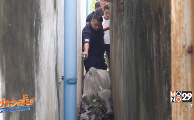 กู้ภัยช่วยวัวท้องติดซอกกำแพงปูน จ.ปทุมธานี