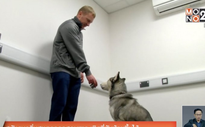 สุนัขดมกลิ่นสามารถถูกสอนหาระเบิดที่ซับซ้อนขึ้นได้