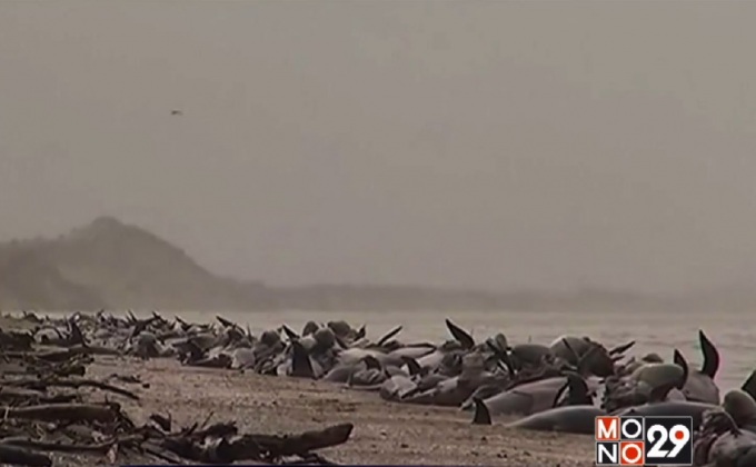 นิวซีแลนด์เร่งจัดการวาฬเกยตื้นป้องกันซากระเบิด