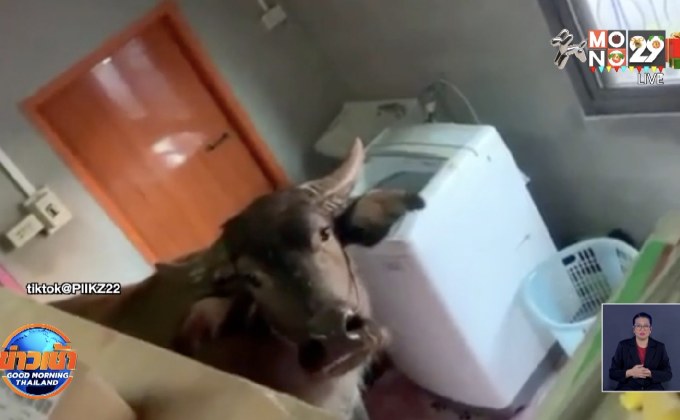 เจ้าของบ้านอึ้ง ควาย 2ตัวบุกมาเยี่ยมถึงในครัว