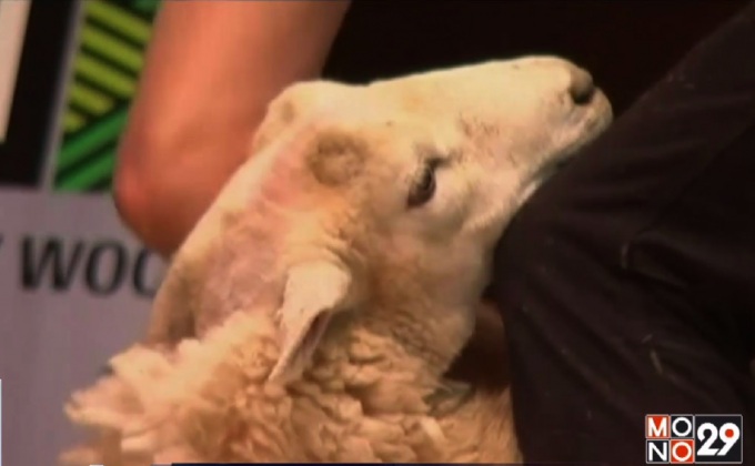 แข่งตัดขนแกะในนิวซีแลนด์