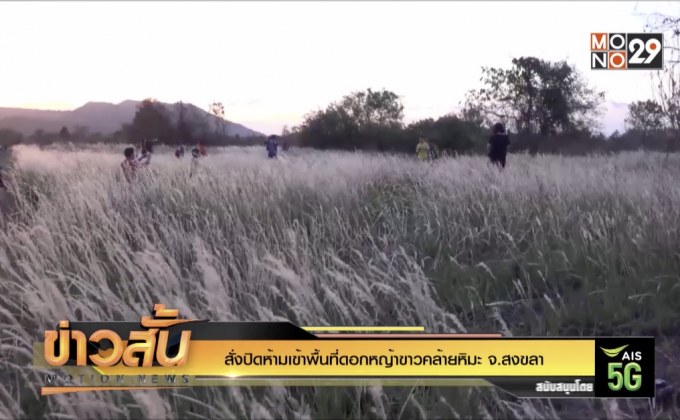 สั่งปิดห้ามเข้าพื้นที่ดอกหญ้าขาวคล้ายหิมะ จ.สงขลา