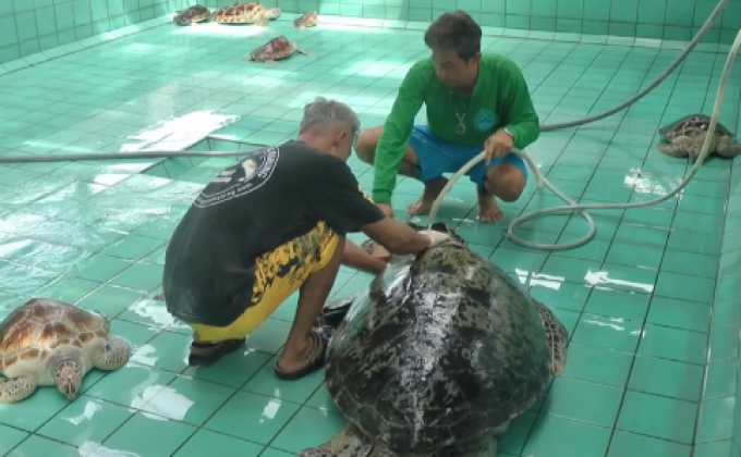 แก้ปัญหาเต่าทะเลติดอวนบาดเจ็บ-ตายเกยตื้น