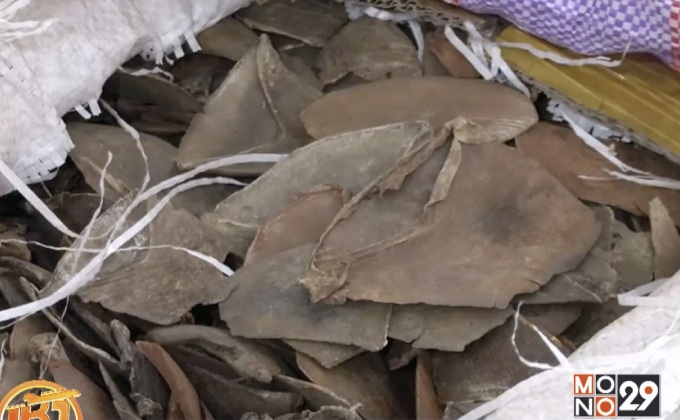 มาเลเซียยึดเกล็ดตัวนิ่มครั้งใหญ่สุด กว่า 70 ล้านบาท