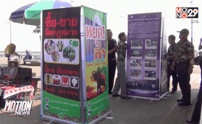 ไซเตสมุกดาหารคุมเข้มค้างาช้าง