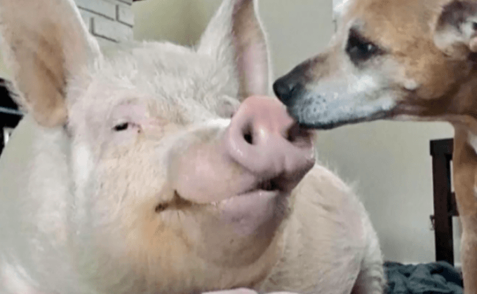 “เอสเธอร์” หมูไม่จิ๋วมาแรงแห่งโลกออนไลน์