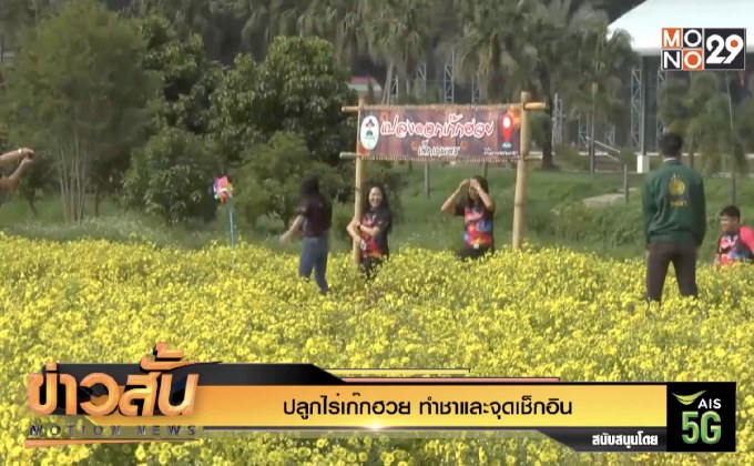 ปลูกไร่เก๊กฮวย ทำชาและจุดเช็กอิน